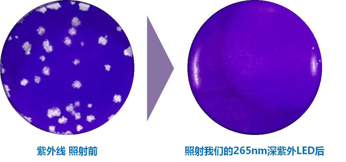 新型冠狀病毒滅活評估實驗