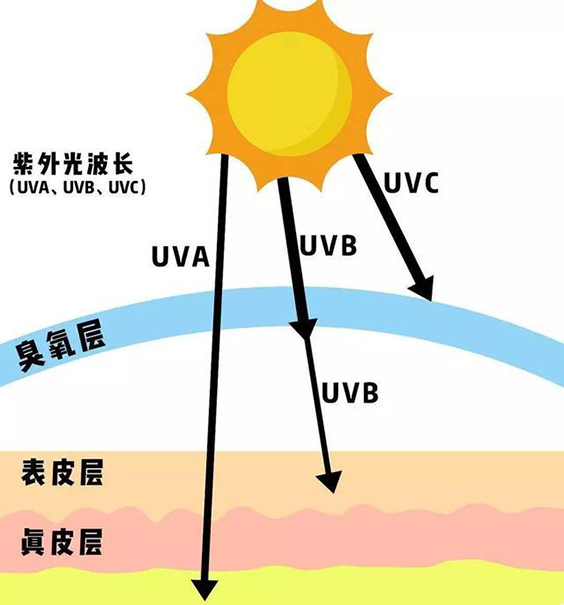 UVC紫外殺菌